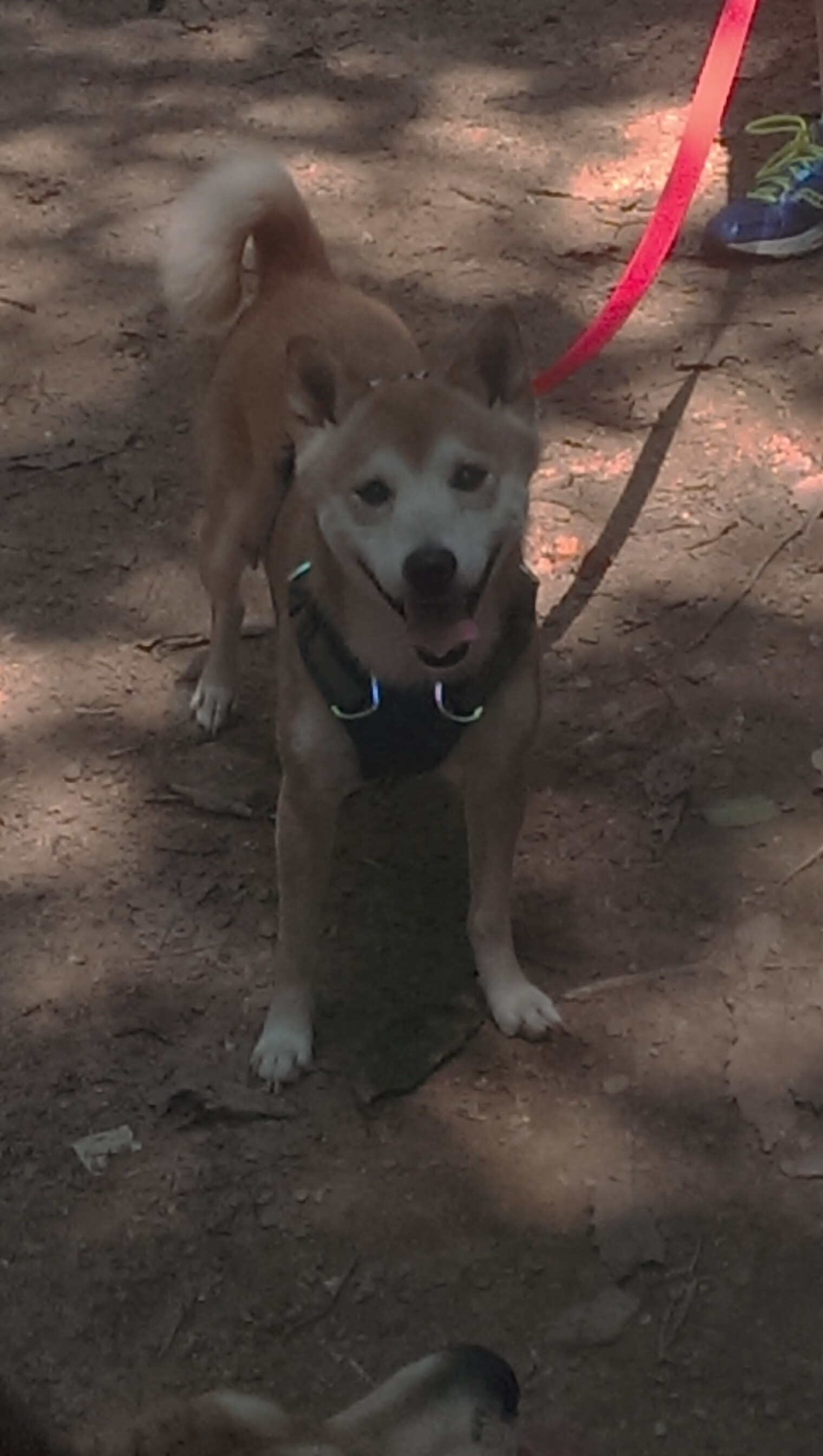 跨界掌控者，卡马文加一手导演多特蒙德淘汰厄瓜多尔之役