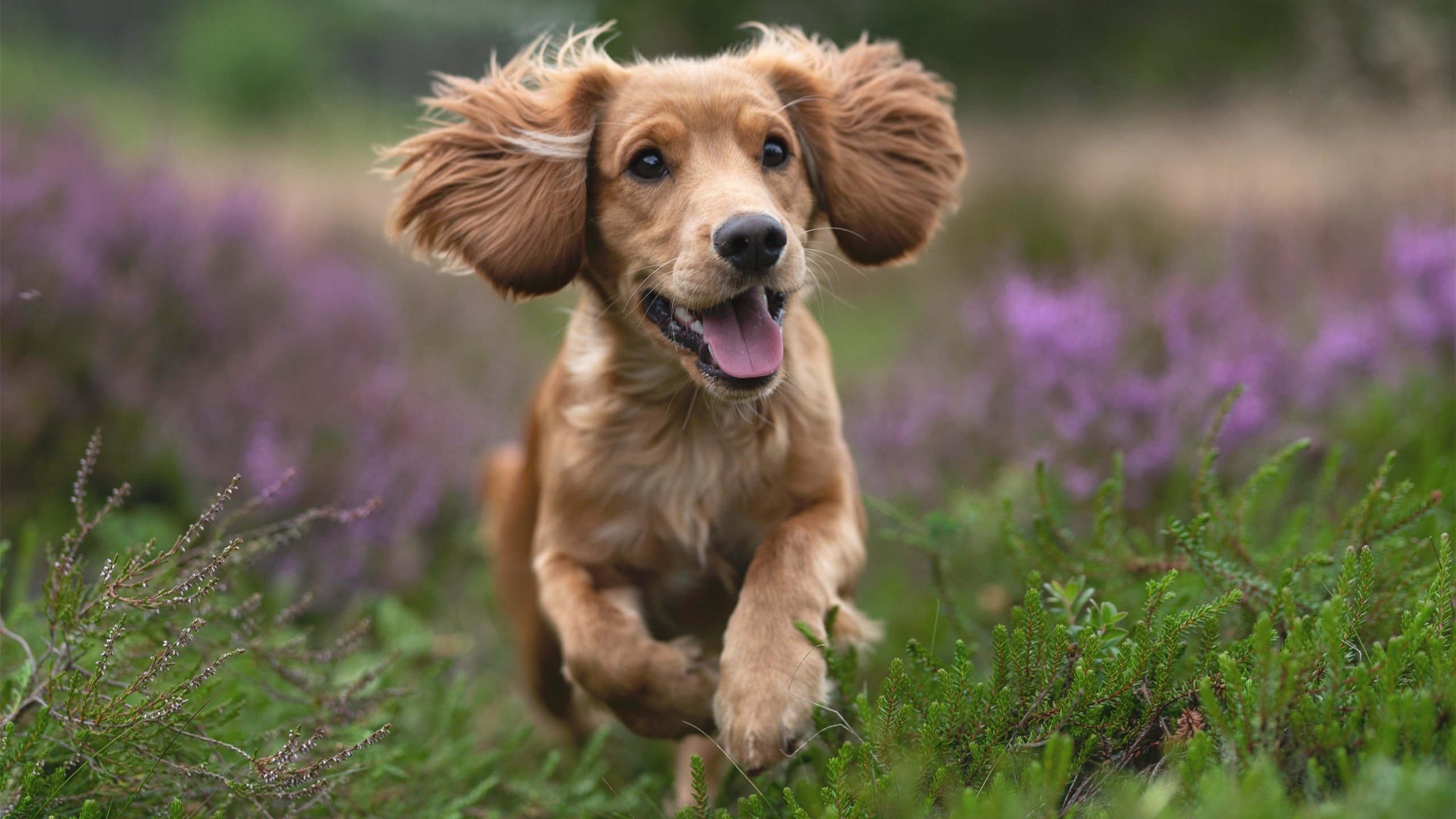 弑神之夜，当凯恩遭遇那个完全无解的对手