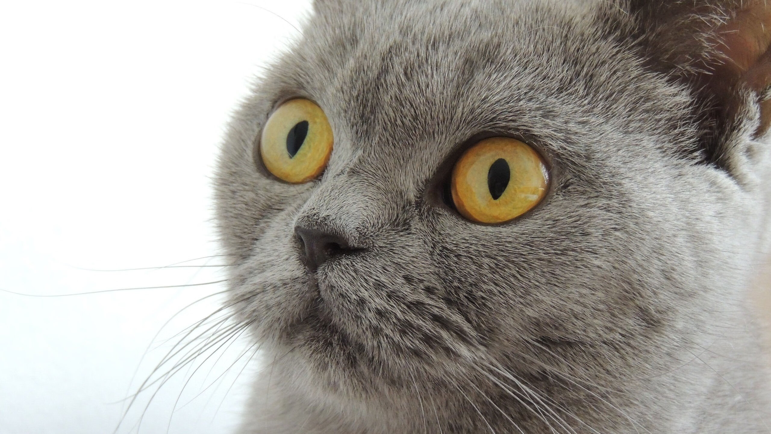 欧冠奇迹，瑞典马尔默斩落马赛，福登关键先生闪耀