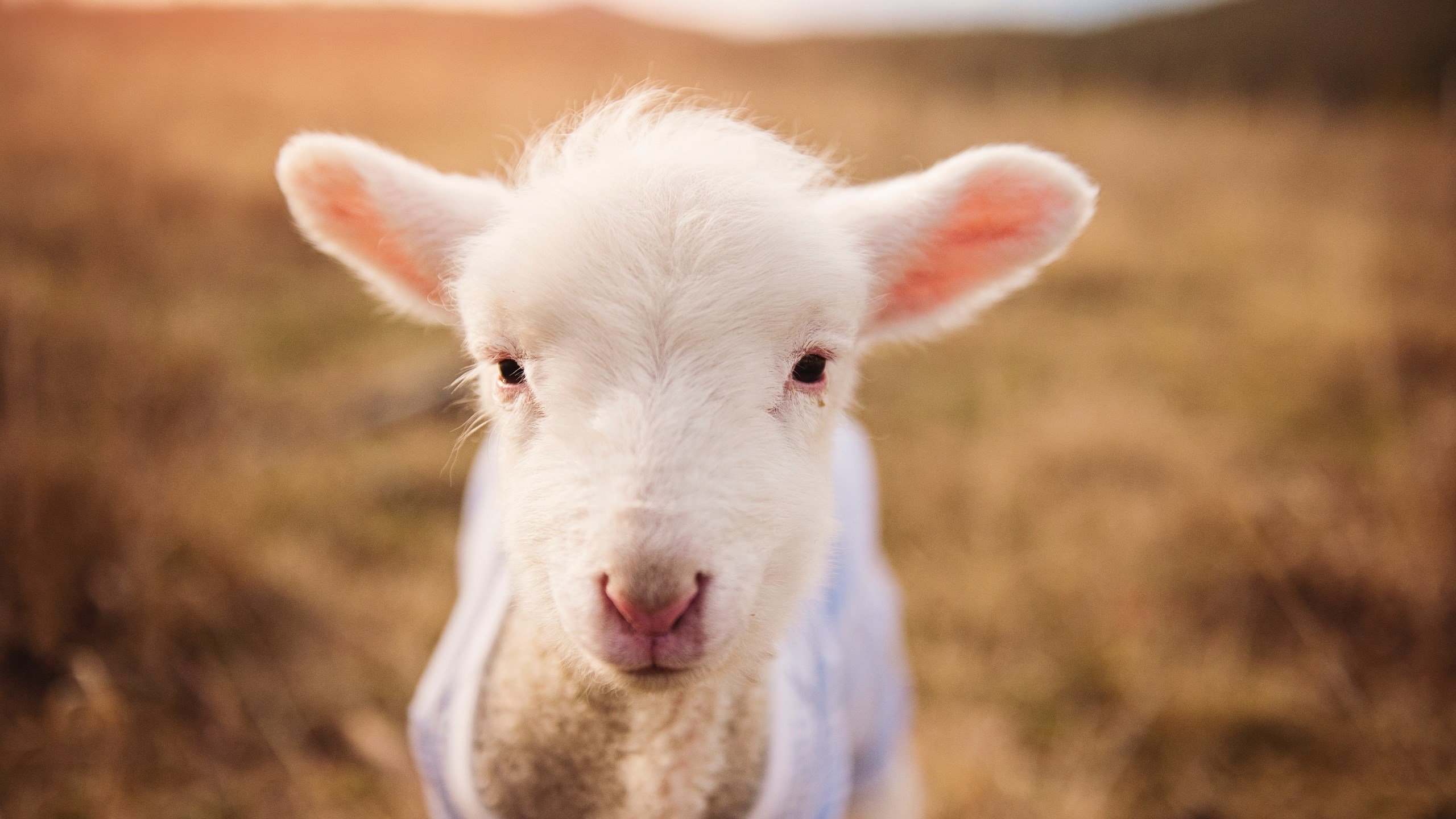 生死时刻！恩比德献绝杀，76人险胜鹈鹕挺进总决赛