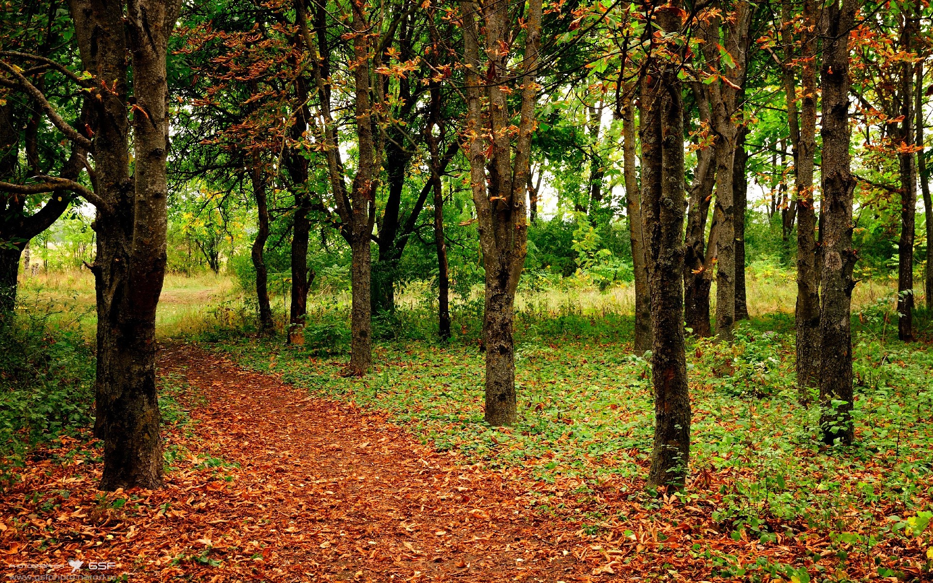 波兰与蓝桥，凯塞多的救赎之路