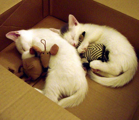 铁壁围城，智斗群蜂，北京队战术压制黄蜂的抢七启示录