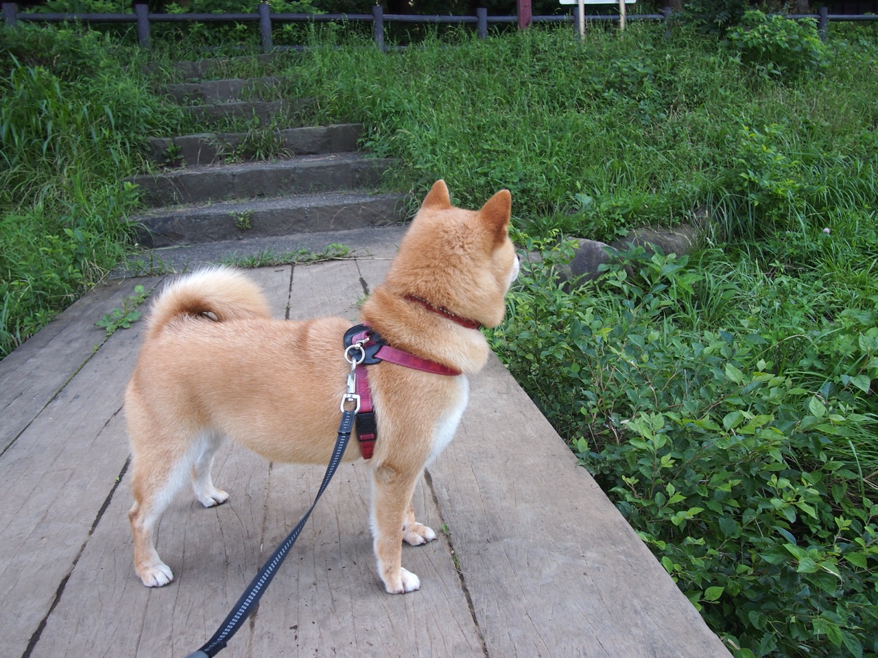 南美风暴席卷威斯特法伦，弗拉霍维奇爆点，智利终结黄黑多特