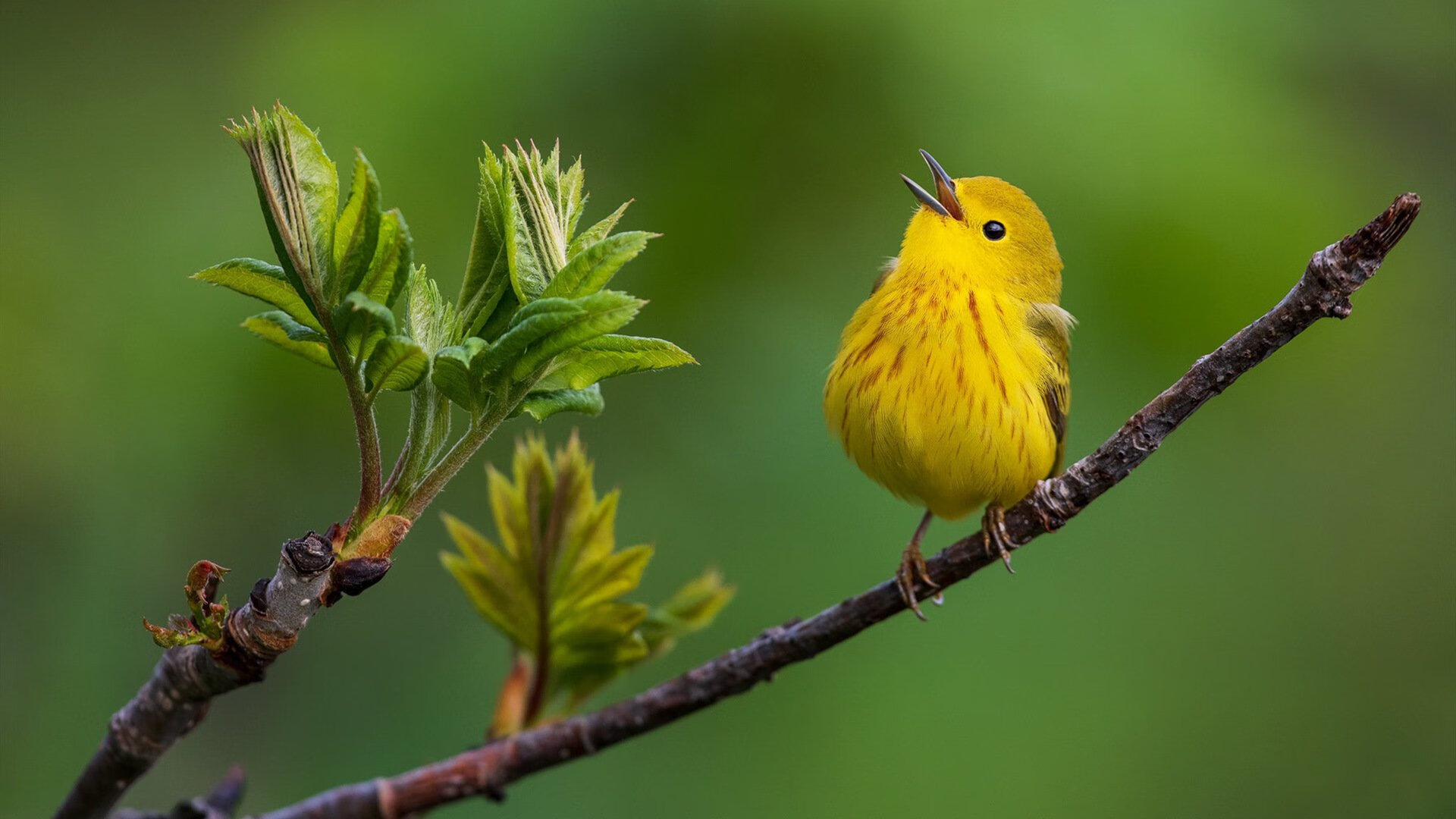 暗夜猎手,莫兰特如何在篮网雄鹿鏖战的夹缝中撕裂寂静