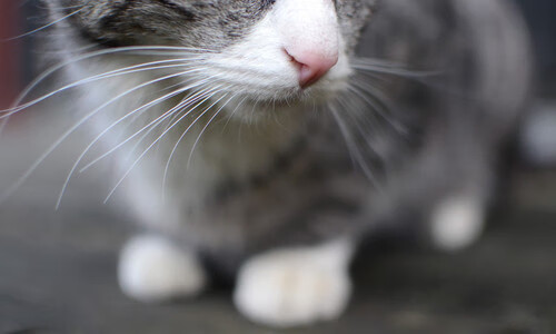 黑暗中的光芒，佩德里西决生死战之夜压力下完成爆发