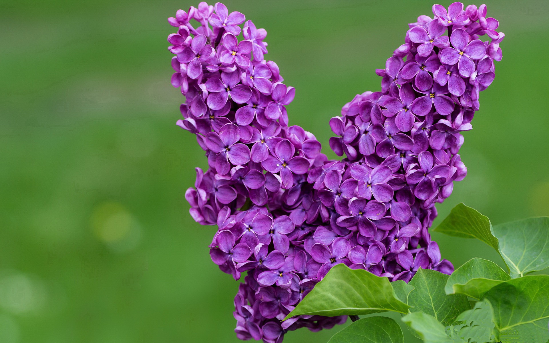 拉什福德关键先生显威，尼斯主场正面击溃马赛