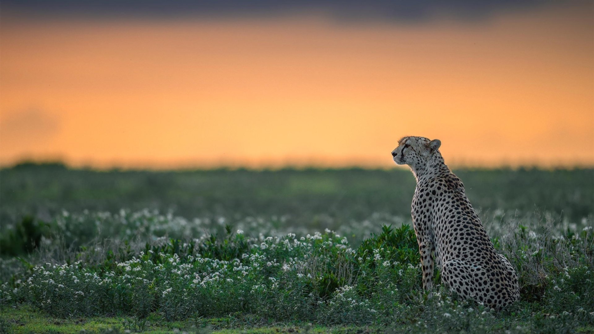 极速与转换，F1争冠之夜与伦纳德的攻防核心之道