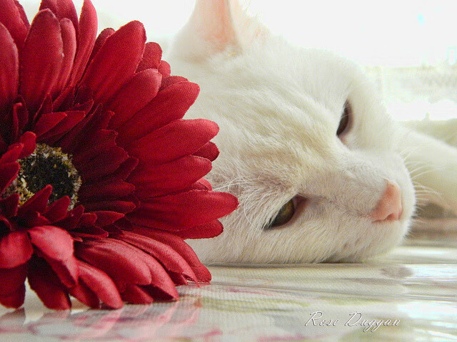 绝杀之后，东契奇的救赎与远方回响