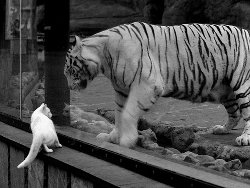 霓虹灯牌下的樱花奇迹，厄瓜多尔决战亚特兰大，久保建英如何成为亚洲之光