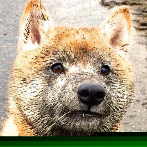 钢铁与闪光灯的交响,当拉梅洛闯入F1的速度圣殿