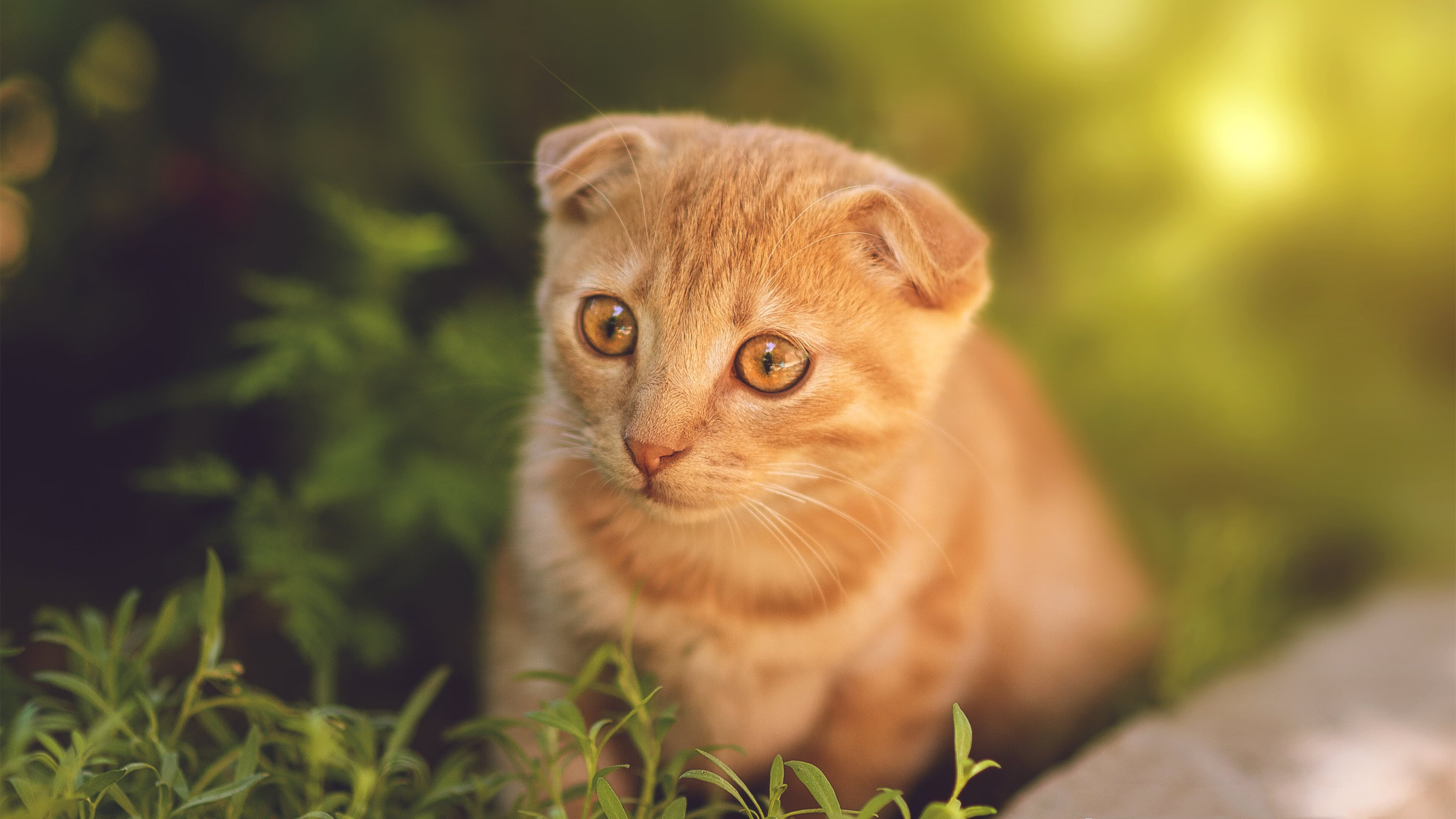 篮球无疆界,锡安铁蹄下的碰撞与星光