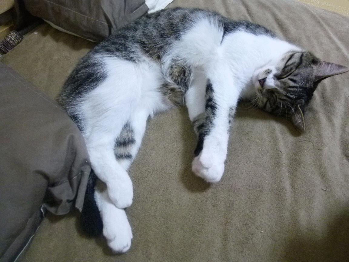 快船碾压独行侠显统治力，文班亚马焦点战独揽乾坤