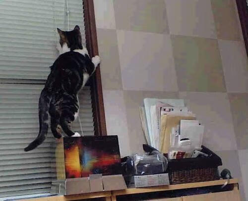 德罗赞稳如磐石,魔术主场力克黄蜂