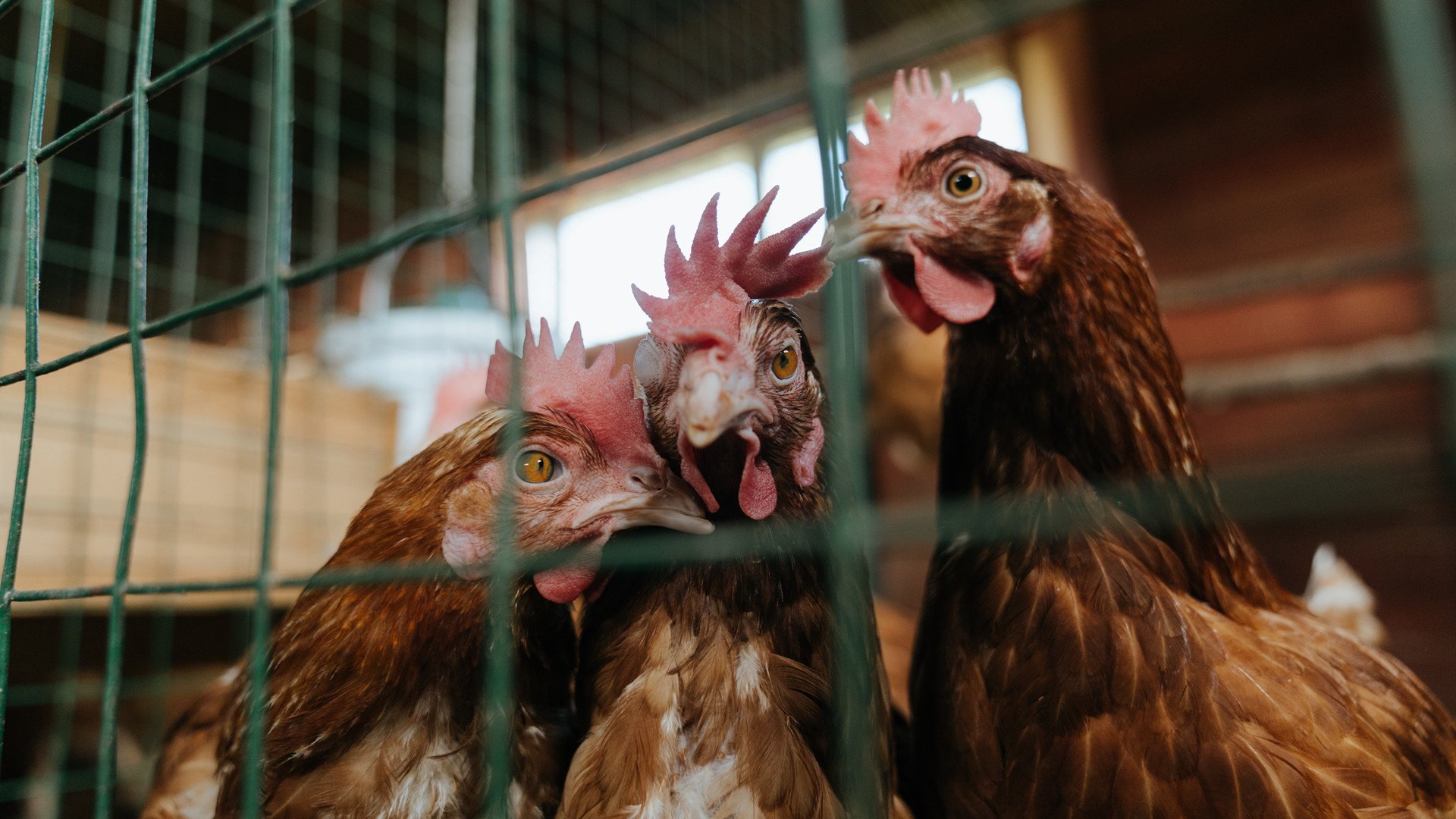 雷恩稳稳拿下阿尔及利亚,本泽马高光表现征服北非球迷