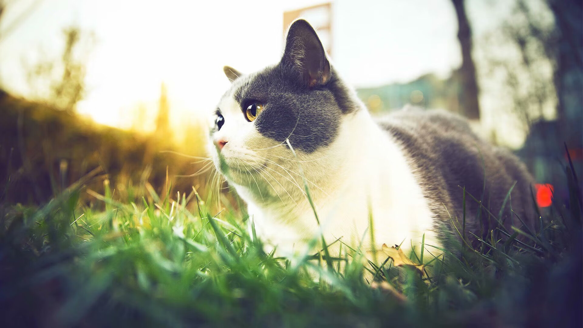 NBA季后赛焦点战与伊拉克力克厄瓜多尔，体育世界的双重变奏曲